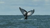 Cuánto cuesta ver el avistamiento de ballenas en Colombia; es una experiencia memorable