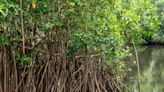 Pourquoi la moitié des écosystèmes de mangrove risquent de s'effondrer