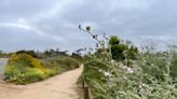 Hike of the week: Coastal birds and springtime flower blooms await on Tijuana Estuary trails