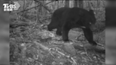 玉山東部園區 3天內2遊客目擊台灣黑熊出沒