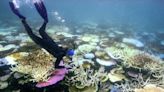 Great Barrier Reef bleaching crisis 'like a bushfire underwater'