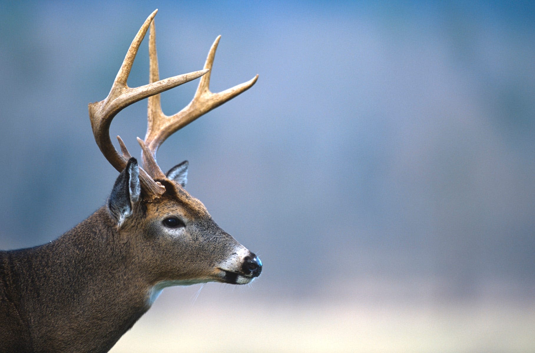 Indiana seeks input on deer hunting rule changes. Plus hike, clean up and parade into May.