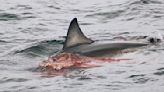 Watch a great white shark devour a seal off the coast of Cape Cod, shocking nearby whale watchers