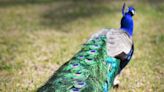 How did Brevard get so many peacocks if this beautiful bird isn't native to the US?