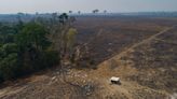 Deforestation in Brazilian Amazon hits tragic record in 2022