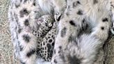 #TheMoment a snow leopard gave birth to two cubs at the Toronto Zoo