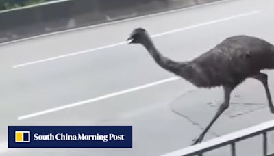 Hong Kong authorities still looking for owner of emu caught after 3-hour chase