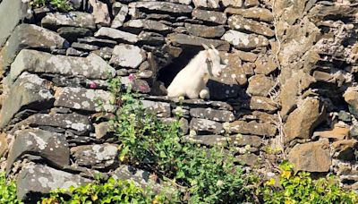 Trapped goat rescued from Donegal castle tower