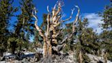 The oldest tree in the world (and the 7 runner-ups)