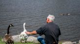 ‘We’ve bonded; you can’t just walk away from that,’ man says about Bay City white goose named George