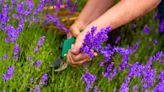 ‘Best’ time to prune lavender to get a ' healthier’ plant next year