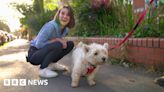 General election 2024: Dogs at polling stations in Wales