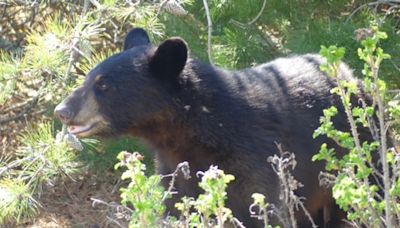 Bear spotted running around in Scarborough