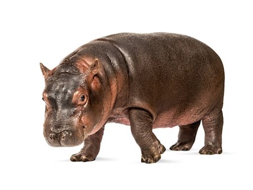 Baby Hippo Trying to Chomp on a Whole Papaya at the Cincinnati Zoo Is Cuteness Overload