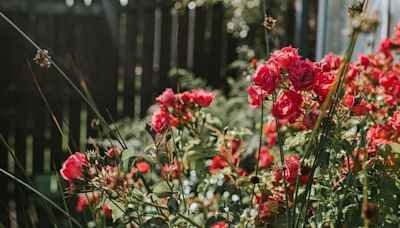 Monty Don's gardening tip to 'encourage repeat flowering' on rambling roses