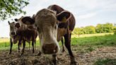 Danish farmers face livestock 'flatulence tax' in bid to cut emissions