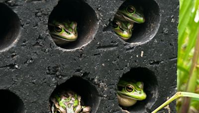 An inexpensive sauna for frogs helps fight deadly fungus | CBC News