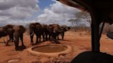 On board the new ‘safari train’ with views of elephants through the windows