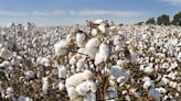 「髒棉花」是破壞原林罪魁禍首！調查報告：夷平近10萬公頃土地 - 國際