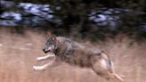 Colorado Green-Lights Lethal Management of Gray Wolves, Under Certain Conditions