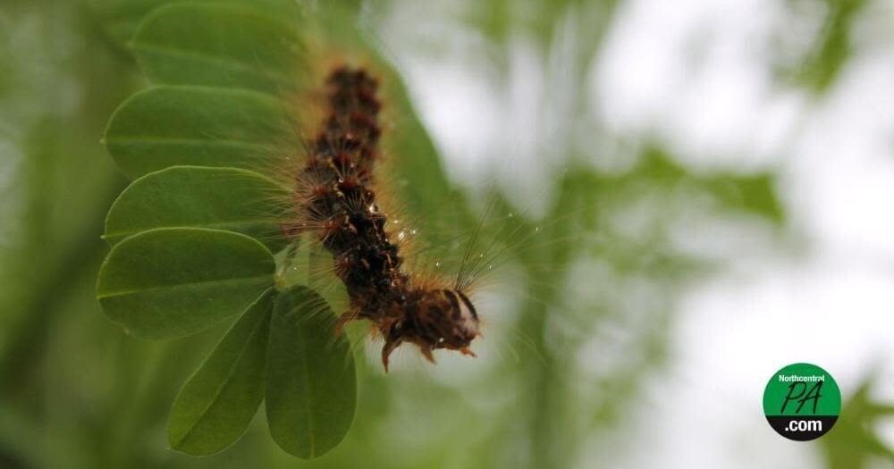 DCNR and Pa. Game Commission plan double attack on spongy moths