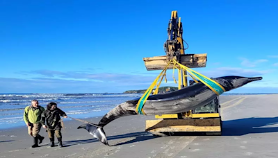 World’s rarest whale may have washed up on New Zealand beach, possibly shedding clues on species