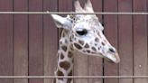 Milwaukee County Zoo giraffe recovers after unprecedented surgery