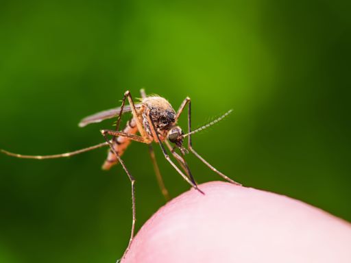 What's the Jamestown Canyon virus, the virus found in some Maine mosquitoes?