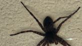 ‘Big and scary:’ See the spider spotted in NE Ohio
