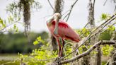 National Go Birding Day: Visit Orlando Wetlands Park, a birder’s paradise