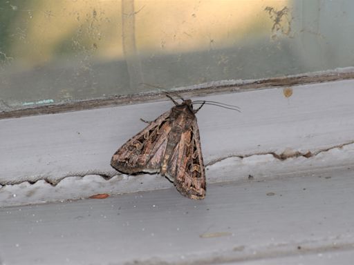 Here's what to know about miller moths in Pueblo, including how to get rid of them