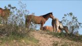 Salt River Horses at the center of a lawsuit filed by environmental groups
