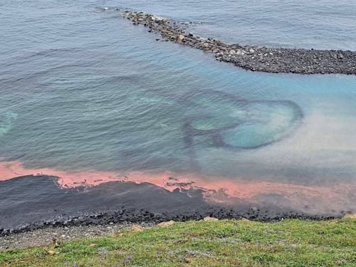 七美珊瑚產卵大爆發！粉紅派對奇景從臥龍灣延伸雙心石滬