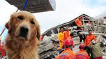 Hard-Working Dogs That Sniff Out COVID-19, Cancer, Truffles, and More