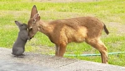 Once Upon A Time In Oregon: Homeowner Captures Real-Life Bambi And Thumper Visit