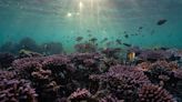 Indonesia and US seal $35 mln coral reef debt swap