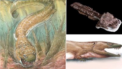 Monster with a head shaped 'like a toilet seat' was a top predator