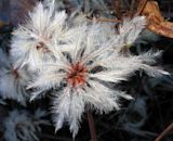 Clematis vitalba