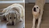 Retriever thought he wasn't invited to party, watch moment he learns truth