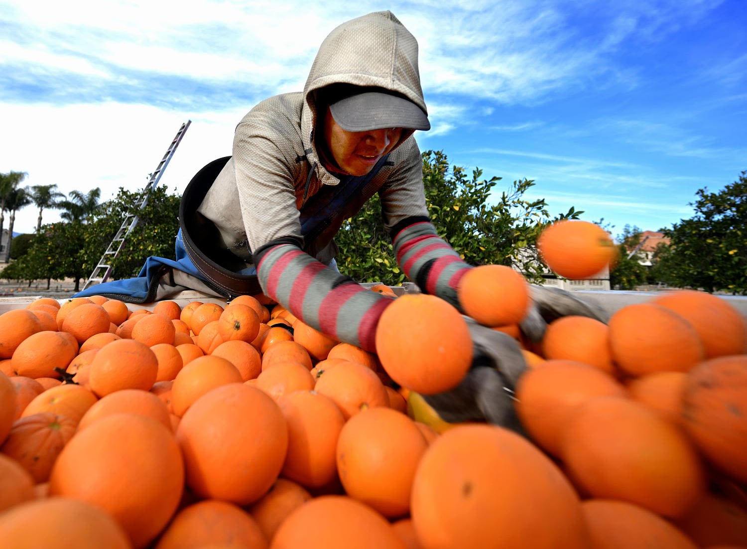 Orange juice prices are going through the roof — forcing some makers to consider alternative fruits