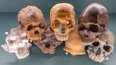 10 things we learned about our human ancestors in 2023