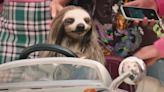 Watch A Killer Sloth Terrorize Sorority Sisters In 'Slotherhouse' Trailer