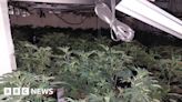 Birmingham: Police seize cannabis plants with £1m street value