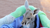 Adorable Kangaroo Joey Finds Comfort in Her Own Tail and It’s Too Sweet
