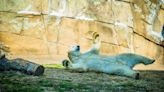 Meet Bo, the new polar bear that's arrived at Louisville Zoo's Glacier Run