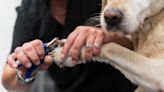 You're probably not trimming your dog's nails enough, even if you go to the groomer — a vet weighs in