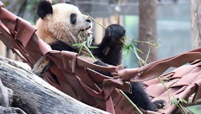 China enviará a España nueva pareja de pandas gigantes