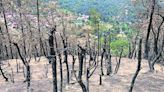 Luchan contra el fuego en Mineral del Chico