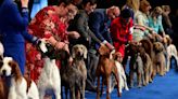 How to Watch the 2023 National Dog Show on Thanksgiving for Free