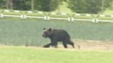 日本展開防熊作戰 祭砍樹補貼、無人機監控行蹤